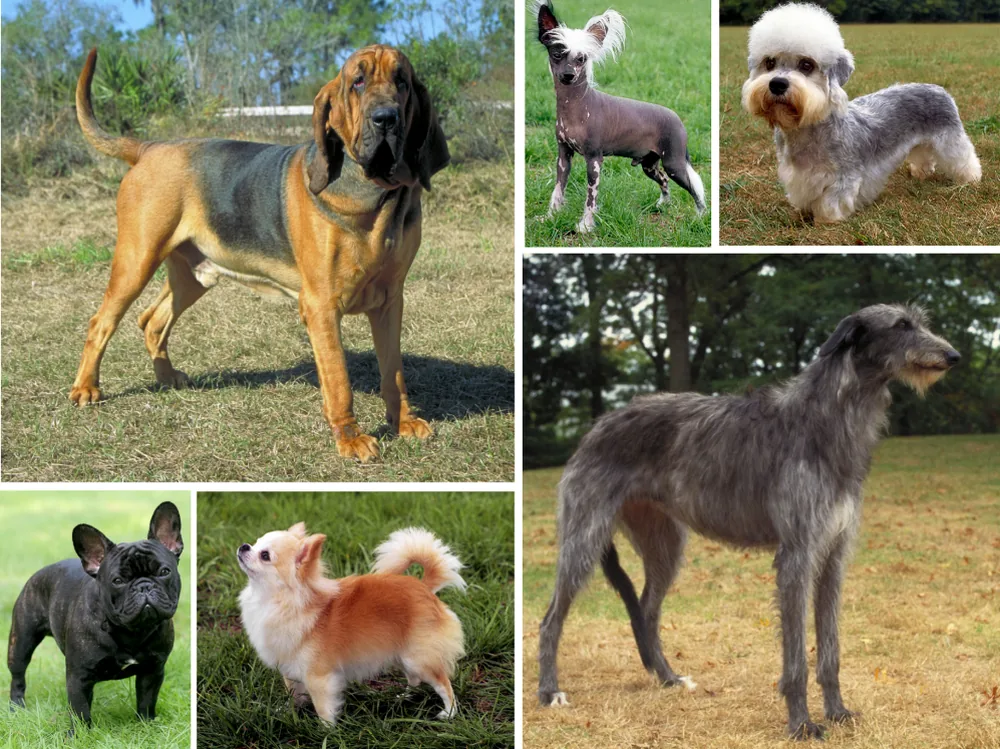 A row of many different dog breeds of varying sizes side by side