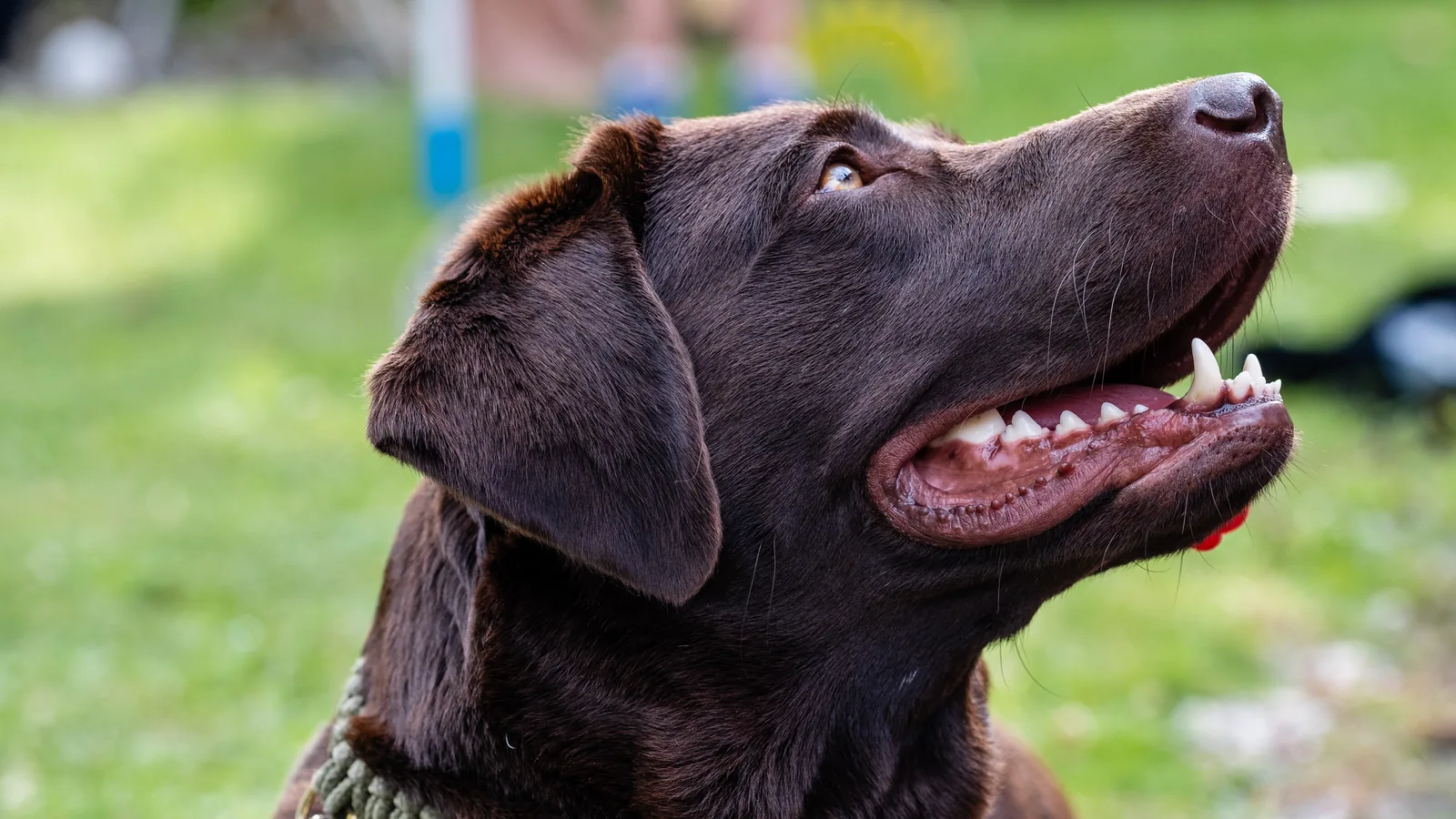 A close-up portrait of a healthy labrador retriever
